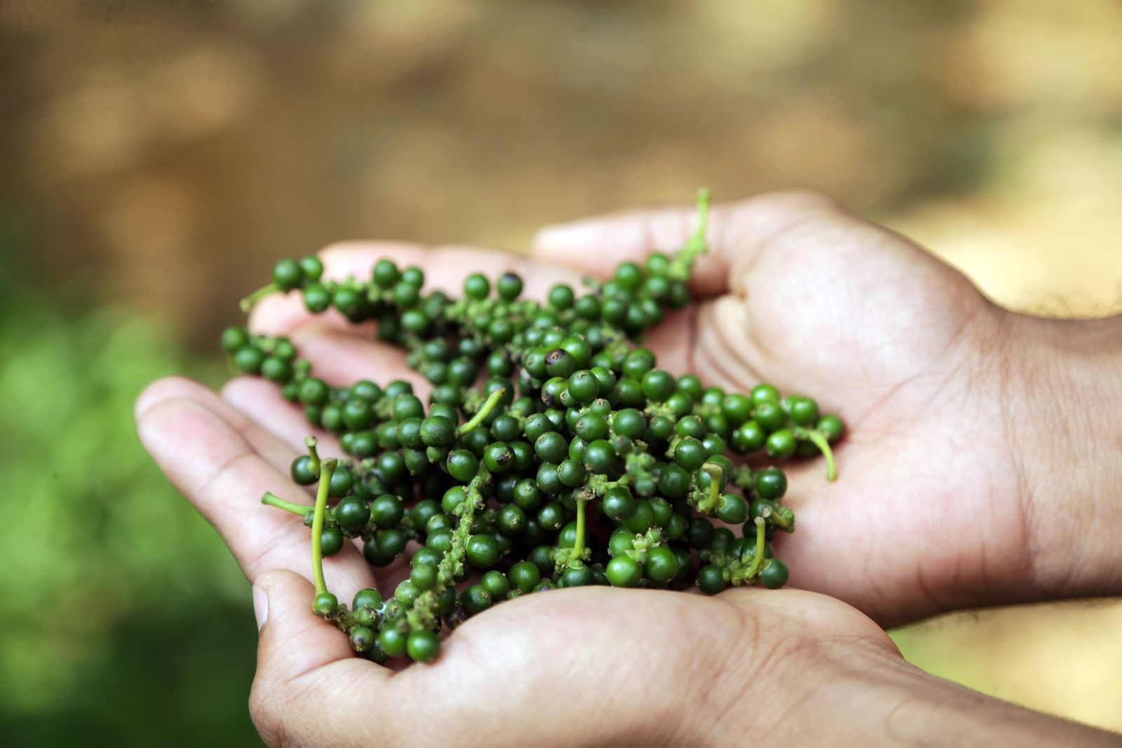 Freshly harvested Kerala peppercorns held in hand
