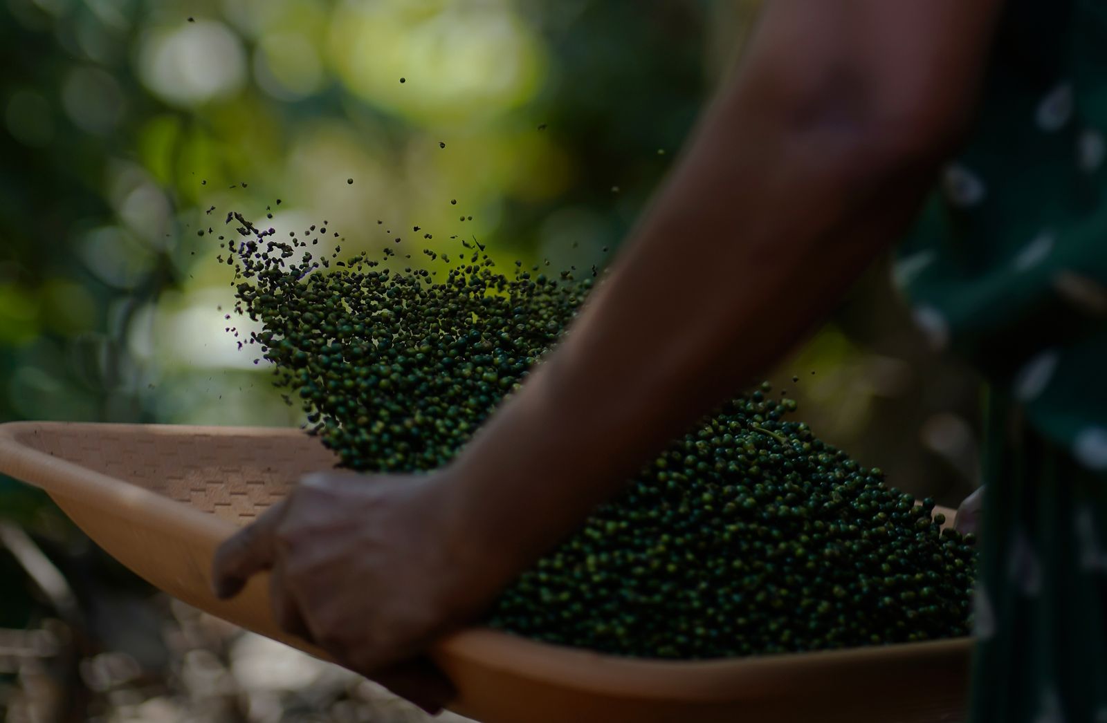 Black pepper being harvested by hand in Kerala