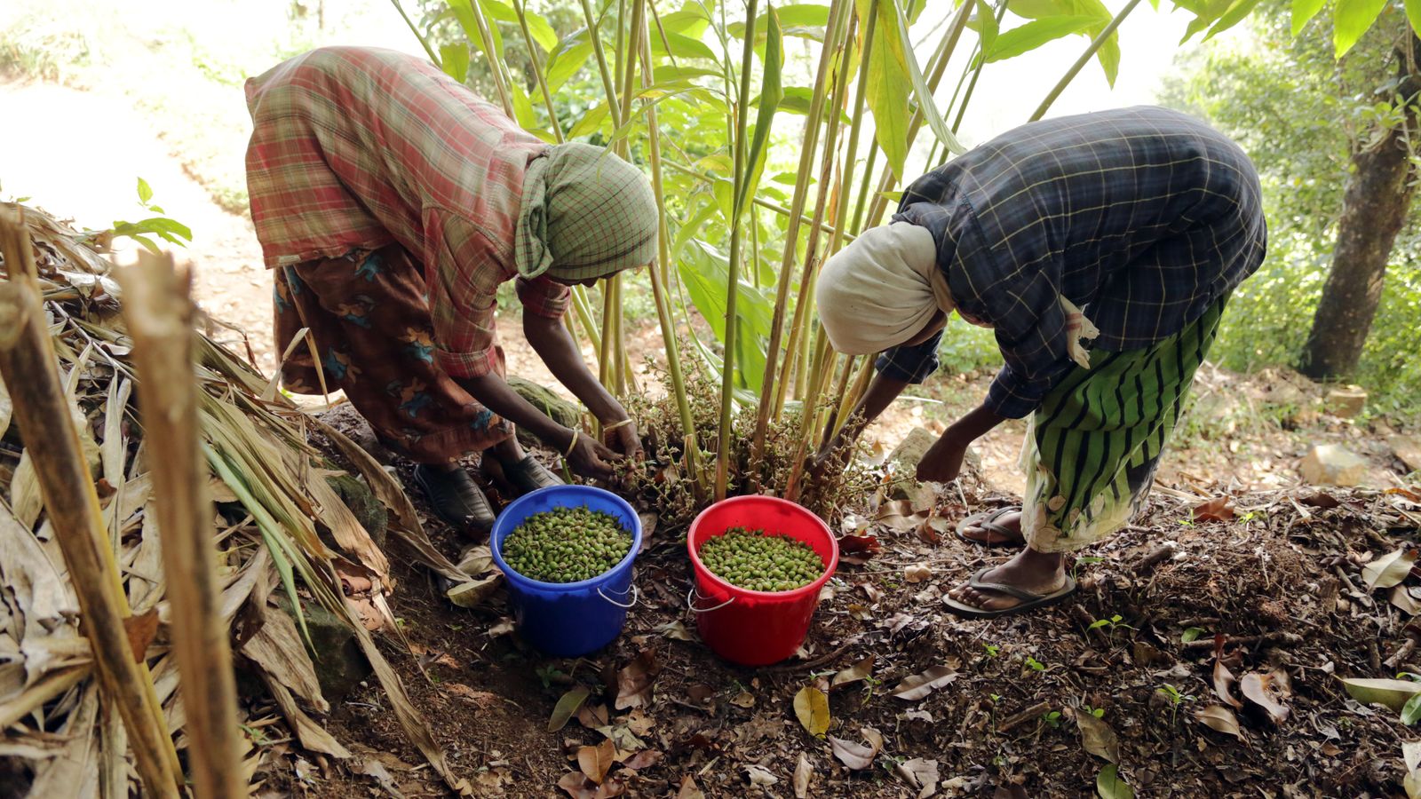 Farmers harvesting cardamom in the Wayanad hills